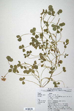  (Trifolium semipilosum - CP0014715)  @11 [ ] CreativeCommons  Attribution Non-Commercial No Derivatives (2020) Herbarium C Natural History Museum of Denmark