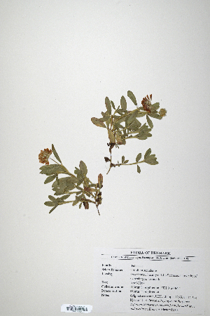  (Trifolium somalense - CP0014717)  @11 [ ] CreativeCommons  Attribution Non-Commercial No Derivatives (2020) Herbarium C Natural History Museum of Denmark