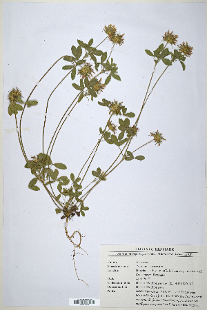  (Trifolium squarrosum - CP0014718)  @11 [ ] CreativeCommons  Attribution Non-Commercial No Derivatives (2020) Herbarium C Natural History Museum of Denmark