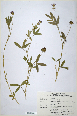  (Trifolium steudneri - CP0014719)  @11 [ ] CreativeCommons  Attribution Non-Commercial No Derivatives (2020) Herbarium C Natural History Museum of Denmark