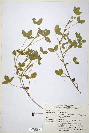  (Trifolium tembense - CP0014725)  @11 [ ] CreativeCommons  Attribution Non-Commercial No Derivatives (2020) Herbarium C Natural History Museum of Denmark