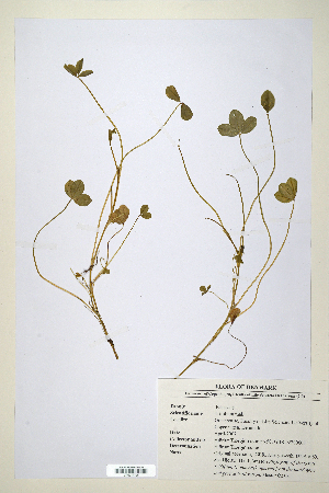  (Trifolium thalii - CP0014726)  @11 [ ] CreativeCommons  Attribution Non-Commercial No Derivatives (2020) Herbarium C Natural History Museum of Denmark