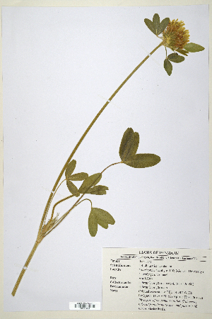  (Trifolium trichocephalum - CP0014727)  @11 [ ] CreativeCommons  Attribution Non-Commercial No Derivatives (2020) Herbarium C Natural History Museum of Denmark