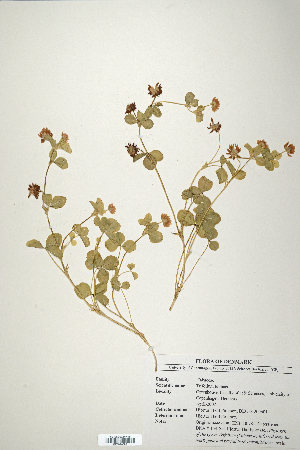  (Trifolium tumens - CP0014728)  @11 [ ] CreativeCommons  Attribution Non-Commercial No Derivatives (2020) Herbarium C Natural History Museum of Denmark