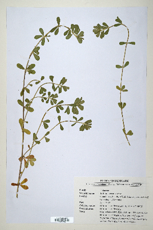  (Trifolium usambarense - CP0014729)  @11 [ ] CreativeCommons  Attribution Non-Commercial No Derivatives (2020) Herbarium C Natural History Museum of Denmark