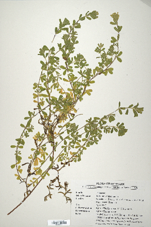  (Trifolium wentzelianum - CP0014730)  @11 [ ] CreativeCommons  Attribution Non-Commercial No Derivatives (2020) Herbarium C Natural History Museum of Denmark