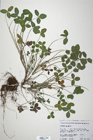  (Trifolium caudatum - CP0019855)  @11 [ ] CreativeCommons  Attribution Non-Commercial No Derivatives (2020) Herbarium C Natural History Museum of Denmark