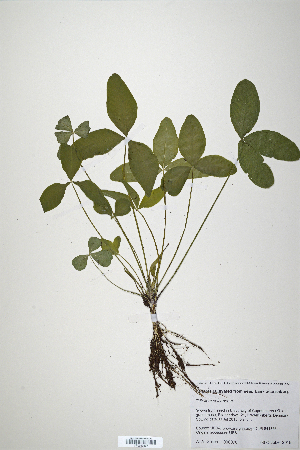  (Trifolium calcaricum - CP0019857)  @11 [ ] CreativeCommons  Attribution Non-Commercial No Derivatives (2020) Herbarium C Natural History Museum of Denmark