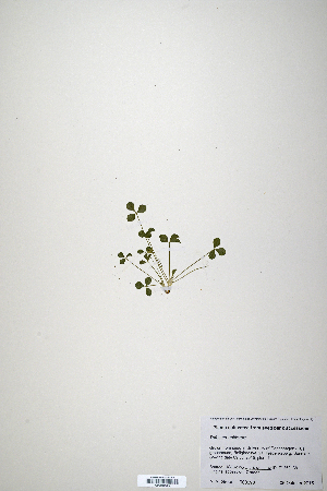  (Trifolium uniflorum - CP0019859)  @11 [ ] CreativeCommons  Attribution Non-Commercial No Derivatives (2020) Herbarium C Natural History Museum of Denmark