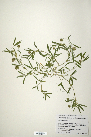  (Trifolium triaristatum - CP0019861)  @11 [ ] CreativeCommons  Attribution Non-Commercial No Derivatives (2020) Herbarium C Natural History Museum of Denmark