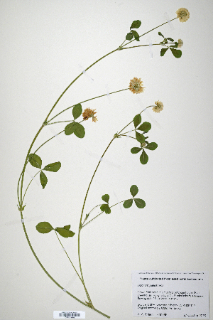  (Trifolium pallescens - CP0019863)  @11 [ ] CreativeCommons  Attribution Non-Commercial No Derivatives (2020) Herbarium C Natural History Museum of Denmark