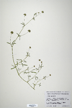  (Trifolium oliganthum - CP0019866)  @11 [ ] CreativeCommons  Attribution Non-Commercial No Derivatives (2020) Herbarium C Natural History Museum of Denmark