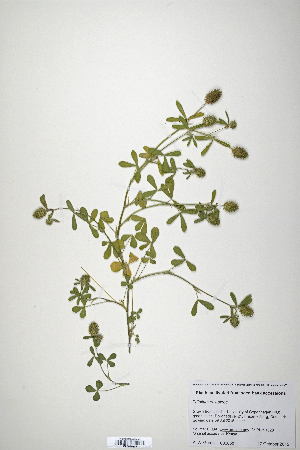 (Trifolium phleoides - CP0019867)  @11 [ ] CreativeCommons  Attribution Non-Commercial No Derivatives (2020) Herbarium C Natural History Museum of Denmark
