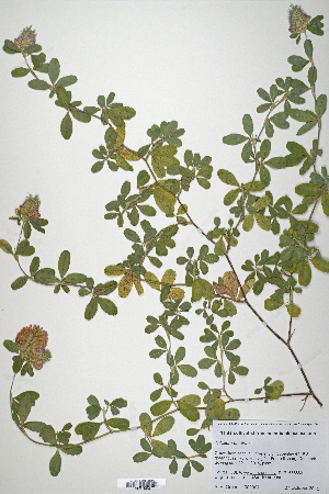  (Trifolium patulum - CP0019868)  @11 [ ] CreativeCommons  Attribution Non-Commercial No Derivatives (2020) Herbarium C Natural History Museum of Denmark