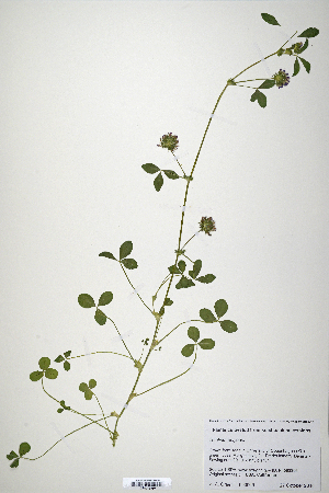  (Trifolium polyodon - CP0019869)  @11 [ ] CreativeCommons  Attribution Non-Commercial No Derivatives (2020) Herbarium C Natural History Museum of Denmark