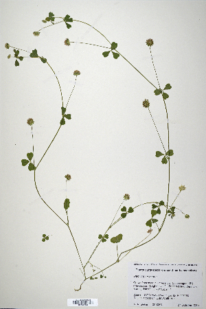  (Trifolium microdon - CP0019870)  @11 [ ] CreativeCommons  Attribution Non-Commercial No Derivatives (2020) Herbarium C Natural History Museum of Denmark