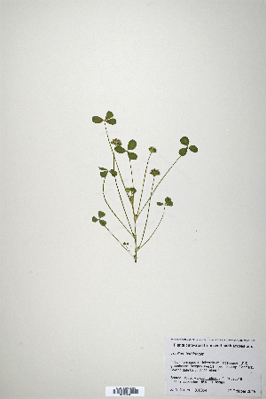  (Trifolium barbigerum - CP0019871)  @11 [ ] CreativeCommons  Attribution Non-Commercial No Derivatives (2020) Herbarium C Natural History Museum of Denmark