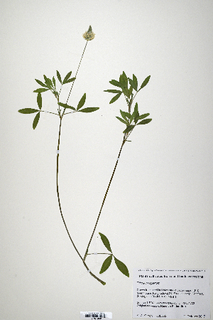  (Trifolium apertum - CP0019872)  @11 [ ] CreativeCommons  Attribution Non-Commercial No Derivatives (2020) Herbarium C Natural History Museum of Denmark