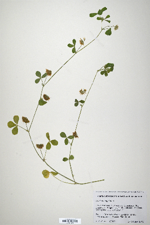  (Trifolium angulatum - CP0019873)  @11 [ ] CreativeCommons  Attribution Non-Commercial No Derivatives (2020) Herbarium C Natural History Museum of Denmark