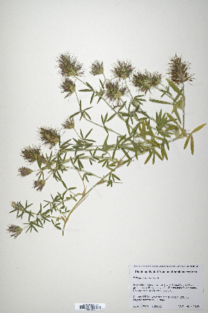  (Trifolium purpureum - CP0019874)  @11 [ ] CreativeCommons  Attribution Non-Commercial No Derivatives (2020) Herbarium C Natural History Museum of Denmark