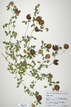  (Trifolium boissieri - CP0019875)  @11 [ ] CreativeCommons  Attribution Non-Commercial No Derivatives (2020) Herbarium C Natural History Museum of Denmark