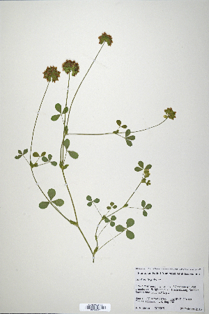  (Trifolium bejariense - CP0019877)  @11 [ ] CreativeCommons  Attribution Non-Commercial No Derivatives (2020) Herbarium C Natural History Museum of Denmark