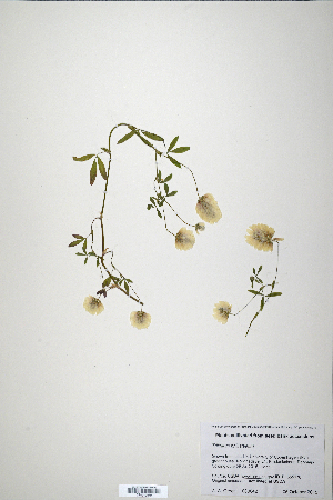  (Trifolium philistaeum - CP0019879)  @11 [ ] CreativeCommons  Attribution Non-Commercial No Derivatives (2020) Herbarium C Natural History Museum of Denmark