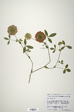  (Trifolium reflexum - CP0019880)  @11 [ ] CreativeCommons  Attribution Non-Commercial No Derivatives (2020) Herbarium C Natural History Museum of Denmark