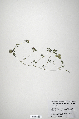  (Trifolium pilulare - CP0019883)  @11 [ ] CreativeCommons  Attribution Non-Commercial No Derivatives (2020) Herbarium C Natural History Museum of Denmark