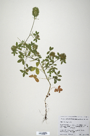  (Trifolium miegeanum - CP0019884)  @11 [ ] CreativeCommons  Attribution Non-Commercial No Derivatives (2020) Herbarium C Natural History Museum of Denmark