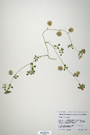 (Trifolium meduseum - CP0019886)  @11 [ ] CreativeCommons  Attribution Non-Commercial No Derivatives (2020) Herbarium C Natural History Museum of Denmark