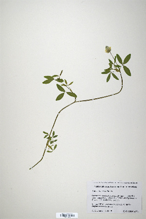 (Trifolium alexandrinum - CP0019887)  @11 [ ] CreativeCommons  Attribution Non-Commercial No Derivatives (2020) Herbarium C Natural History Museum of Denmark
