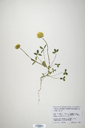  (Trifolium jokerstii - CP0019889)  @11 [ ] CreativeCommons  Attribution Non-Commercial No Derivatives (2020) Herbarium C Natural History Museum of Denmark