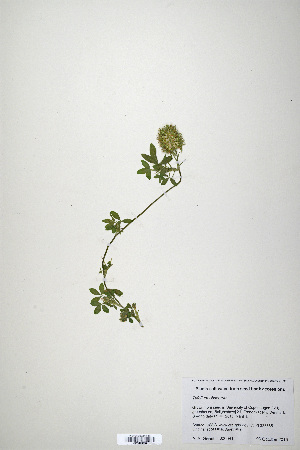  (Trifolium obscurum - CP0019891)  @11 [ ] CreativeCommons  Attribution Non-Commercial No Derivatives (2020) Herbarium C Natural History Museum of Denmark