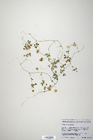 (Trifolium erubescens - CP0019893)  @11 [ ] CreativeCommons  Attribution Non-Commercial No Derivatives (2020) Herbarium C Natural History Museum of Denmark
