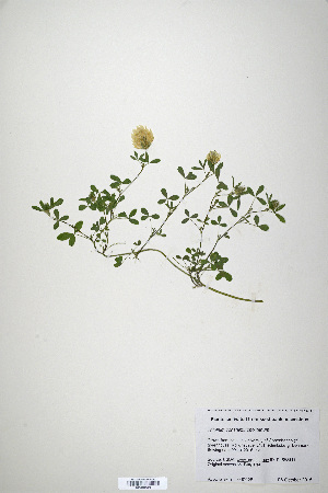  (Trifolium constantinopolitanum - CP0019894)  @11 [ ] CreativeCommons  Attribution Non-Commercial No Derivatives (2020) Herbarium C Natural History Museum of Denmark