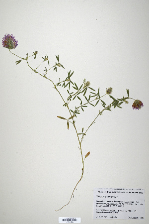  (Trifolium dichroanthum - CP0019895)  @11 [ ] CreativeCommons  Attribution Non-Commercial No Derivatives (2020) Herbarium C Natural History Museum of Denmark