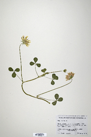 (Trifolium fucatum - CP0019896)  @11 [ ] CreativeCommons  Attribution Non-Commercial No Derivatives (2020) Herbarium C Natural History Museum of Denmark