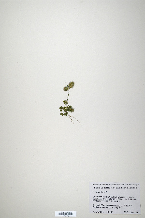  (Trifolium howellii - CP0019898)  @11 [ ] CreativeCommons  Attribution Non-Commercial No Derivatives (2020) Herbarium C Natural History Museum of Denmark