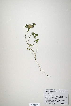  (Trifolium macraei - CP0019901)  @11 [ ] CreativeCommons  Attribution Non-Commercial No Derivatives (2020) Herbarium C Natural History Museum of Denmark