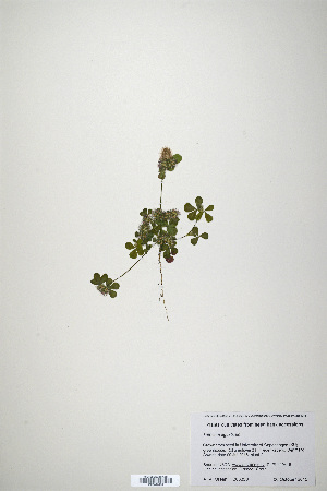  (Trifolium ligusticum - CP0019903)  @11 [ ] CreativeCommons  Attribution Non-Commercial No Derivatives (2020) Herbarium C Natural History Museum of Denmark