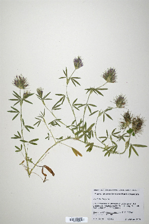  (Trifolium dasyurum - CP0019905)  @11 [ ] CreativeCommons  Attribution Non-Commercial No Derivatives (2020) Herbarium C Natural History Museum of Denmark