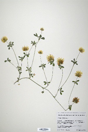  (Trifolium berytheum - CP0019906)  @11 [ ] CreativeCommons  Attribution Non-Commercial No Derivatives (2020) Herbarium C Natural History Museum of Denmark
