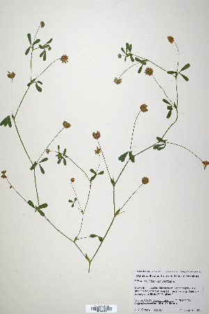  (Trifolium bifidum var. decipiens - CP0019909)  @11 [ ] CreativeCommons  Attribution Non-Commercial No Derivatives (2020) Herbarium C Natural History Museum of Denmark