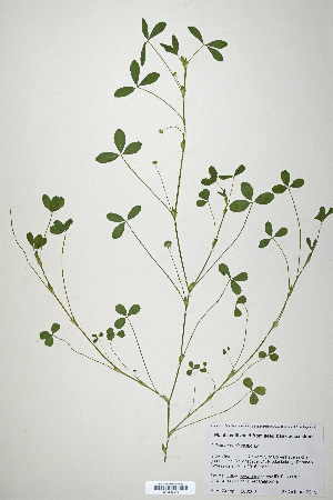  (Trifolium buckwestiorum - CP0019910)  @11 [ ] CreativeCommons  Attribution Non-Commercial No Derivatives (2020) Herbarium C Natural History Museum of Denmark
