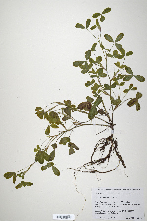  (Trifolium heldreichianum - CP0019915)  @11 [ ] CreativeCommons  Attribution Non-Commercial No Derivatives (2020) Herbarium C Natural History Museum of Denmark