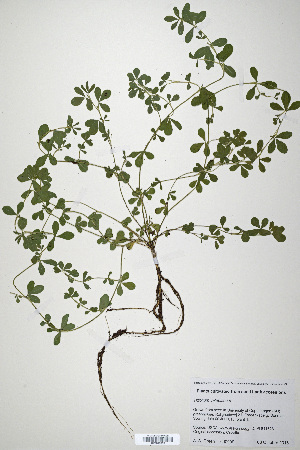  (Trifolium velebiticum - CP0019916)  @11 [ ] CreativeCommons  Attribution Non-Commercial No Derivatives (2020) Herbarium C Natural History Museum of Denmark