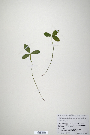  (Trifolium longipes - CP0019917)  @11 [ ] CreativeCommons  Attribution Non-Commercial No Derivatives (2020) Herbarium C Natural History Museum of Denmark