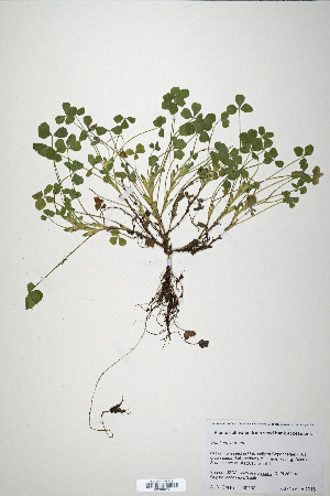  (Trifolium vernum - CP0019918)  @11 [ ] CreativeCommons  Attribution Non-Commercial No Derivatives (2020) Herbarium C Natural History Museum of Denmark
