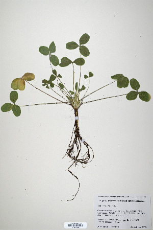  (Trifolium canescens - CP0019919)  @11 [ ] CreativeCommons  Attribution Non-Commercial No Derivatives (2020) Herbarium C Natural History Museum of Denmark